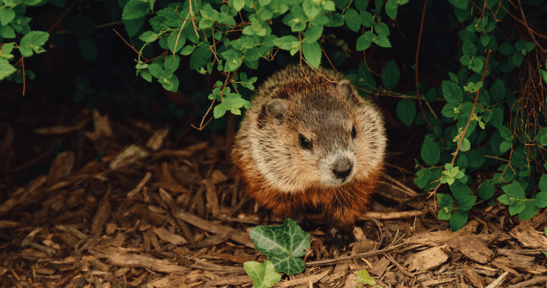 What Customers Buy on Groundhog Day